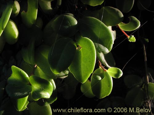 Image of Sarmienta repens (Medallita). Click to enlarge parts of image.